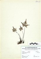 藏品(長柄粉背蕨)的圖片